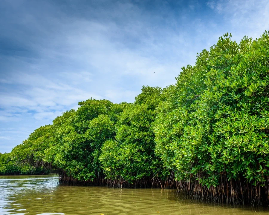 Día Internacional de la Defensa del Ecosistema Manglar